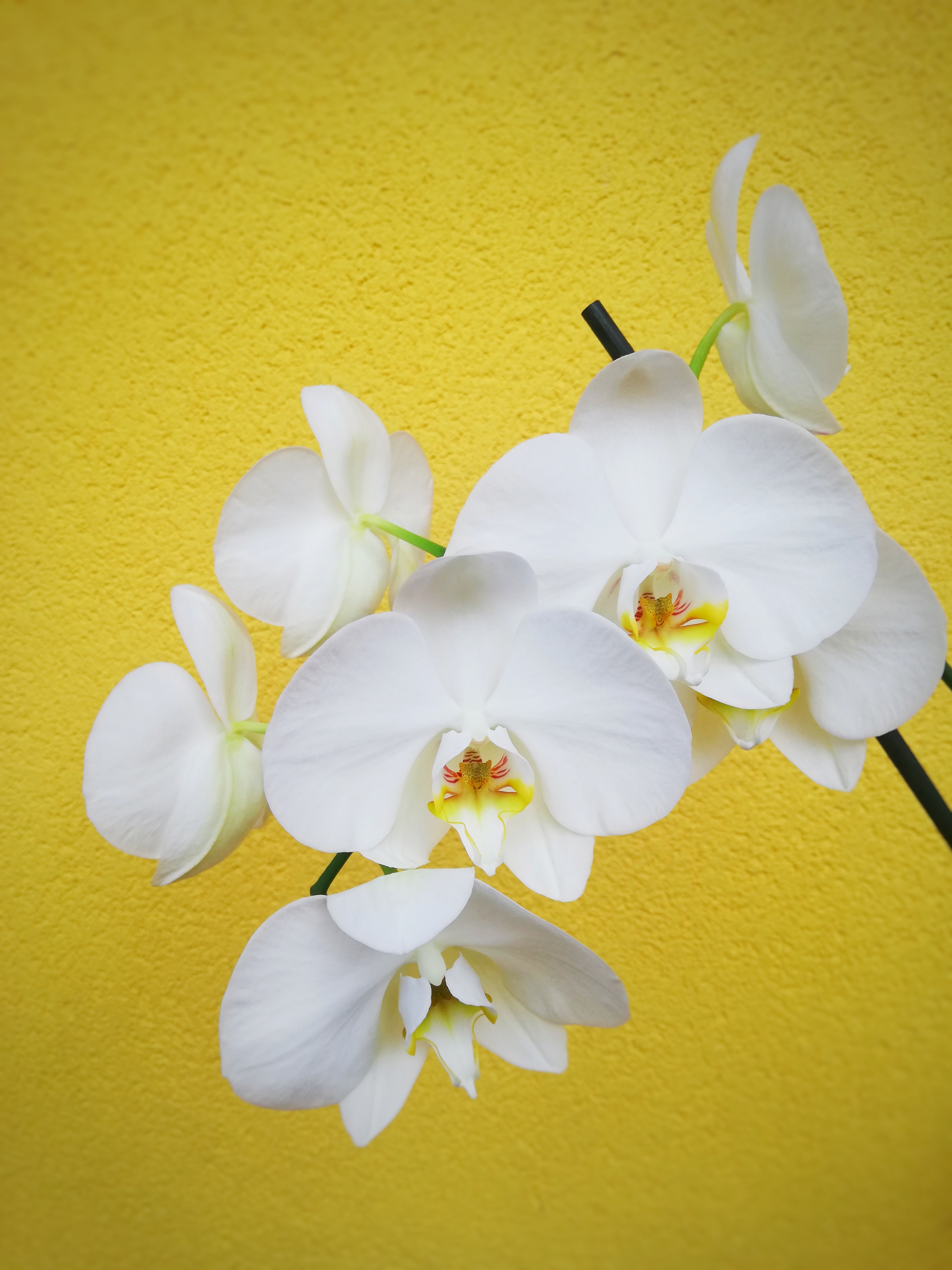 Phalaenopsis Orchiedea Bianca Fioreria Bruseghini Besenello Trento